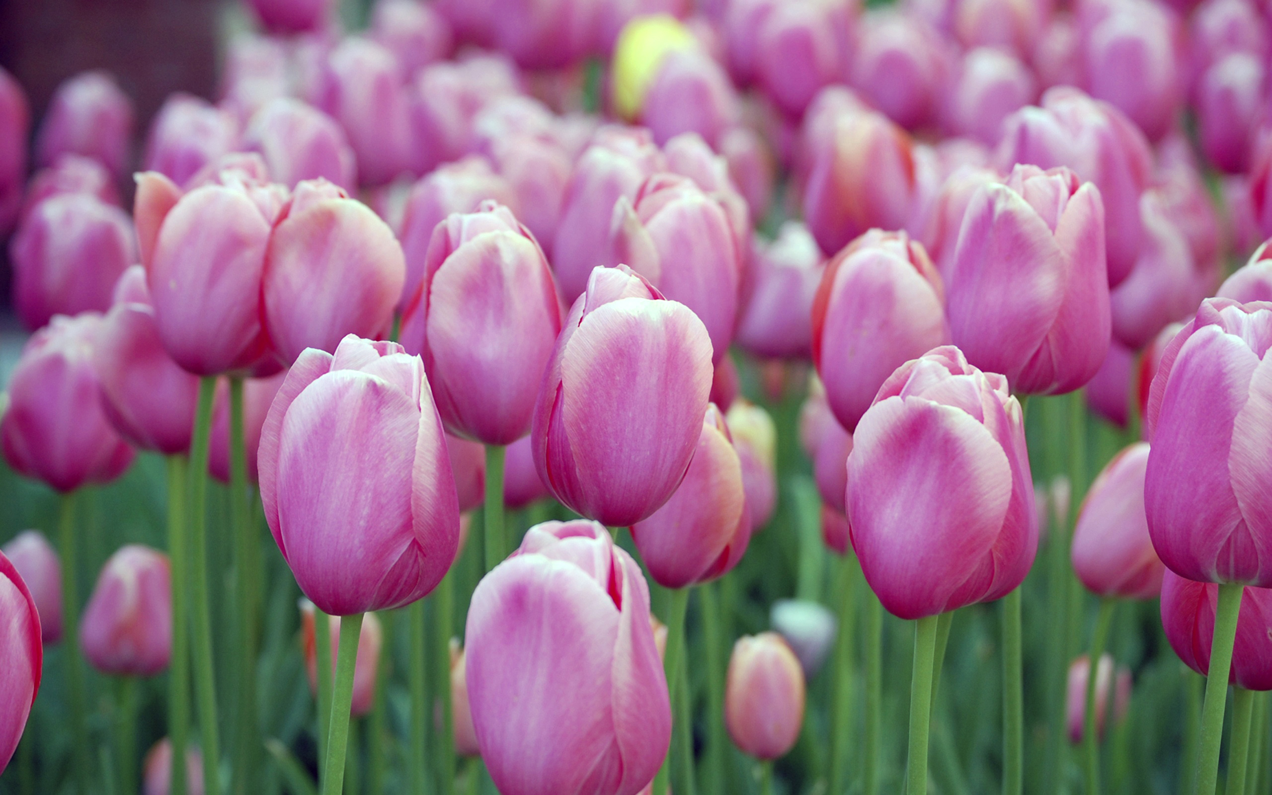 Pink Tulips5084918528